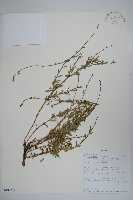 登錄號:S100788藏品圖，第1張
