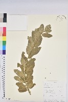 登錄號:S100790藏品圖，第1張