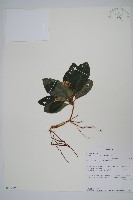 登錄號:S100796藏品圖，第1張