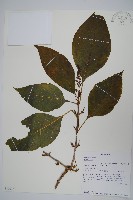 登錄號:S100797藏品圖，第1張