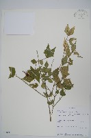 登錄號:S100798藏品圖，第1張