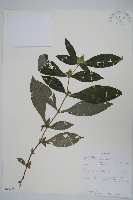 登錄號:S100799藏品圖，第1張