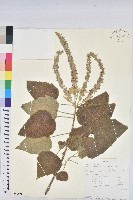 登錄號:S100801藏品圖，第1張