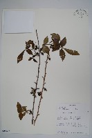 登錄號:S100802藏品圖，第1張