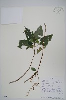 登錄號:S100804藏品圖，第1張