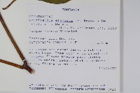 白燭蘆莉藏品圖，第2張