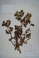 登錄號:S100808藏品圖，第1張