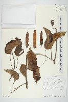館號:S100814藏品圖，第1張