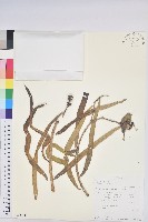 登錄號:S100823藏品圖，第1張