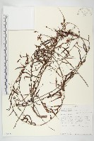登錄號:S100828藏品圖，第1張