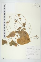 登錄號:S100832藏品圖，第1張