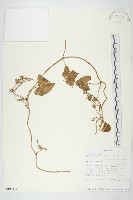 白花牽牛藏品圖，第1張