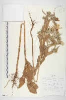 登錄號:S100835藏品圖，第1張