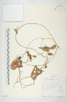 登錄號:S100838藏品圖，第1張
