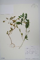 登錄號:S100840藏品圖，第1張