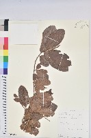 登錄號:S100846藏品圖，第1張