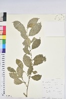 登錄號:S100847藏品圖，第1張