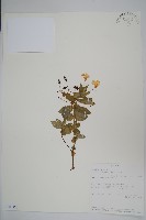 登錄號:S100850藏品圖，第1張