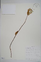 登錄號:S100851藏品圖，第1張