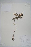 登錄號:S100852藏品圖，第1張