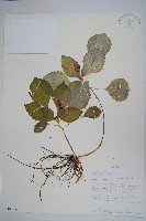 登錄號:S100854藏品圖，第1張