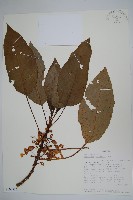 登錄號:S100855藏品圖，第1張