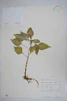 非洲鳳仙花藏品圖，第1張