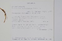 非洲鳳仙花藏品圖，第2張