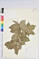 登錄號:S100857藏品圖，第1張