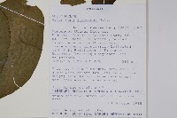 止瀉木藏品圖，第2張