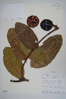 登錄號:S100860藏品圖，第1張
