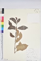 登錄號:S100862藏品圖，第1張