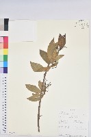 登錄號:S100863藏品圖，第1張