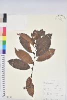 登錄號:S100864藏品圖，第1張