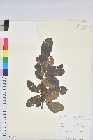 登錄號:S100866藏品圖，第1張