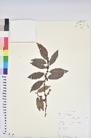 登錄號:S100867藏品圖，第1張