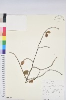 登錄號:S100869藏品圖，第1張