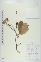 登錄號:S100873藏品圖，第1張