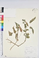 登錄號:S100881藏品圖，第1張