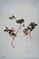 蜂鳥花藏品圖，第1張