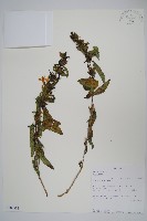 登錄號:S100883藏品圖，第1張