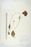 登錄號:S100884藏品圖，第1張