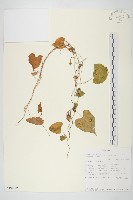 野牽牛藏品圖，第1張