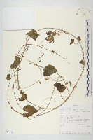 野牽牛藏品圖，第1張