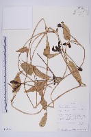 甕菜、空心菜藏品圖，第1張