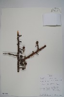 登錄號:S100890藏品圖，第1張