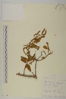 登錄號:S100891藏品圖，第1張