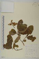 登錄號:S100892藏品圖，第1張
