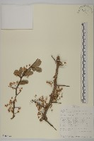 登錄號:S100894藏品圖，第1張