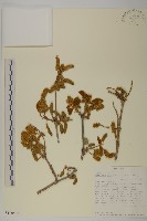 登錄號:S100896藏品圖，第1張